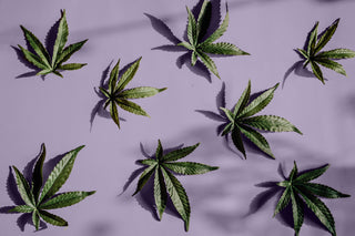 Hemp leaves scattered on purple background