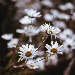 chamomile flowers