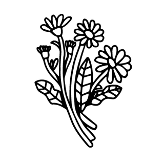illustration of arnica plant
