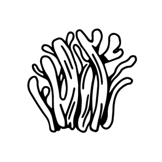 Illustration of cordyceps mushroom