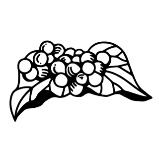 illustration of schisandra berry