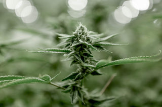 Marijuana plant
