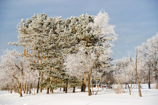 forested area covered in snow, with blue sky