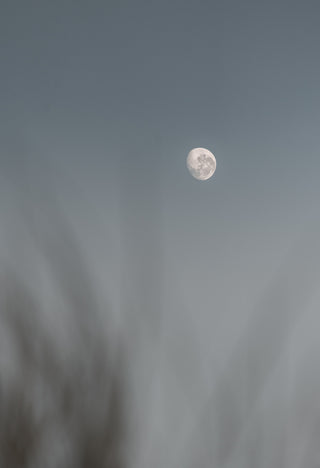 Nearly full moon in gray blue sky, out of focus plants in foreground