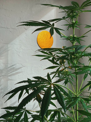 Marijuana plant