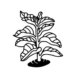 Ashwagandha plant illustration