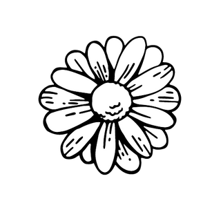 Chamomile flower illustration