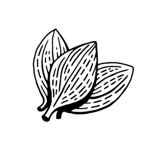 Cinnamon leaf illustration