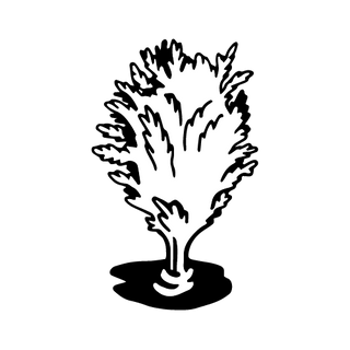 Cypress tree illustration