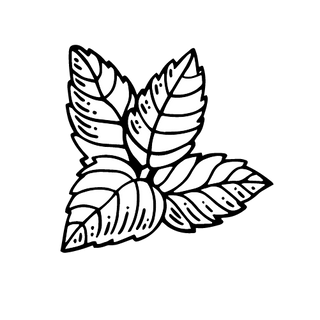 Peppermint leaf illustration