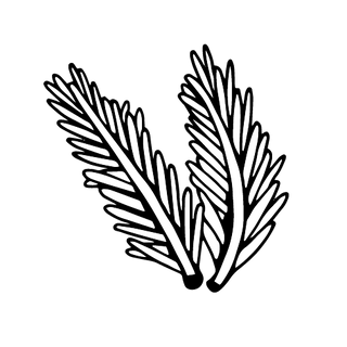 Pine needle illustration