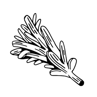 Rosemary illustration
