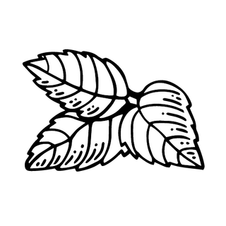 spearmint illustration