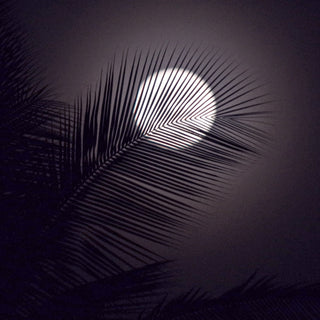 Full moon behind palm, CBD wellness inspired by the moon goddess