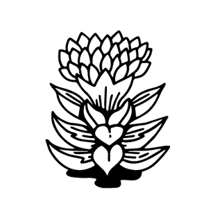 illustration of rhodiola plant